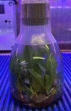 Load image into Gallery viewer, Flask - Phalaenopsis Tzu Chiang Balm &#39;C#1&#39; x Zheng Min Neon
