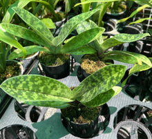 Load image into Gallery viewer, Flowering Size Orchid - Paphiopedilum Hsinying Leopard x Doya Youbeautiful