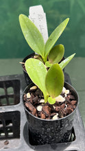 Load image into Gallery viewer, Orchid Seedling  50mm Pot Size - Cattleya Waianae Leopard x Jennifer Margaret