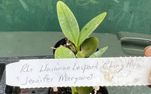 Load image into Gallery viewer, Orchid Seedling  50mm Pot Size - Cattleya Waianae Leopard x Jennifer Margaret