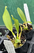 Load image into Gallery viewer, Orchid Seedling  50mm Pot Size - Cattleya Mari's Love x (Tsutung Beauty x Elegant Dancer)