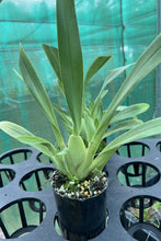 Load image into Gallery viewer, Flowering Size Plant - Miltoniopsis Banana Fandango 'Faded Memories'