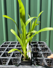 Load image into Gallery viewer, Orchid Seedling 50mm Pot Size - Oncidium Speckled Spire &#39;Snowflake&#39;
