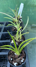 Load image into Gallery viewer, Orchid Seedling 50mm Pot size - Oncidium Tolumnia Asternova Sunspot x Willowbank Strawberry &#39;Daphne&#39;
