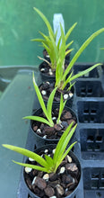 Load image into Gallery viewer, Orchid Seedling 50mm Pot size - Oncidium Tolumnia Robsan x (Karisma Bonanza x Sylvia's Dream)
