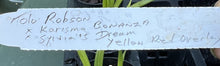 Load image into Gallery viewer, Orchid Seedling 50mm Pot size - Oncidium Tolumnia Robsan x (Karisma Bonanza x Sylvia's Dream)