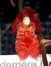 Load image into Gallery viewer, Orchid Advanced in flower/spike now 50mm Pot Size - Oncidium Howeara Lava Burst 'Puanani'