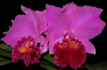 Load image into Gallery viewer, Orchid Seedling 50mm Pot size - Cattleya Blc Amy Wasasuki Yananashi