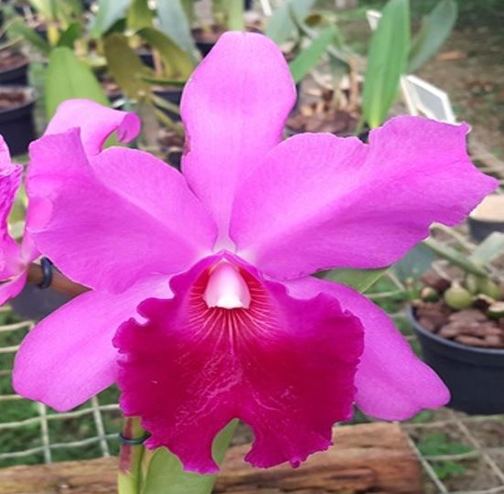 Orchid Seedling  50mm Pot Size - Cattleya Lc Everett Dirkssein