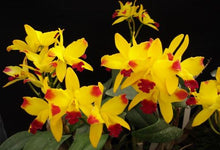 Load image into Gallery viewer, Orchid Seedling 50mm Pot Size - Cattleya Lc Tropical Trick 'Machado'