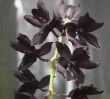 Load image into Gallery viewer, Orchid Seedling 50mm Pot size - Catasetum Momierara Millennium Magic Witchcraft