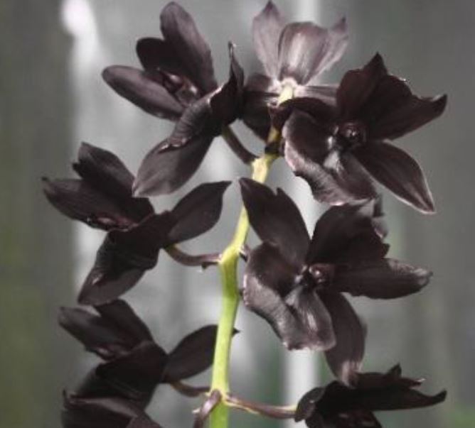 Orchid Seedling 50mm Pot size - Catasetum Momierara Millennium Magic Witchcraft