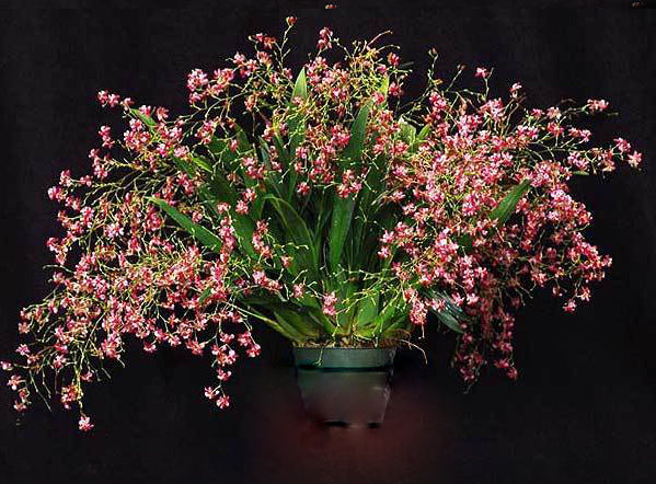 Flowering Size Plant - Oncidium Twinkles 'Pink Profusion'
