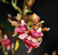 Load image into Gallery viewer, Flask - Oncidium Pacific Sunrise 'Hakalau'