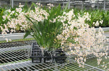 Load image into Gallery viewer, Flowering Size Plant - Oncidium Tsiku Marguerite