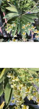 Load image into Gallery viewer, Flask - Ornithocephalus gladiatus bonplandii x sib - Species miniature