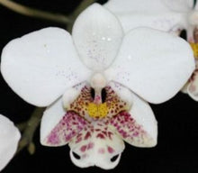 Load image into Gallery viewer, Flask - Phalaenopsis stuartiana tipo x sib - Species - Mottle Leaves