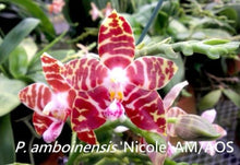 Load image into Gallery viewer, Flask - Phalaenopsis Phal. amboinensis &#39;Nicole&#39; AM-AOS - SPECIES
