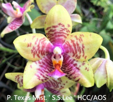 Load image into Gallery viewer, Flask - Phalaenopsis Texas Mist