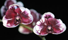 Load image into Gallery viewer, Flask - Phalaenopsis Phal Hsinying Little Knight &#39;Plastic Doll&#39;
