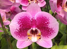 Load image into Gallery viewer, Flask - Phalaenopsis Phal Chiada Fiona &#39;#3&#39;
