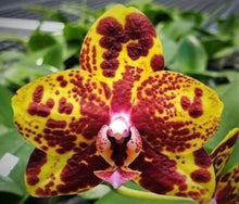 Load image into Gallery viewer, Flask - Phalaenopsis GW Green World 'Snakeskin'