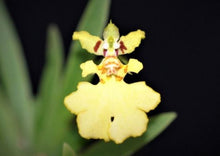 Load image into Gallery viewer, Flask - Psygmorchis pusilla - Species - Great For Terrariums