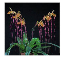 Load image into Gallery viewer, Flask - Paphiopedilum Paph. Michael Koopowitz x sib - Slipper Orchid