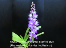 Load image into Gallery viewer, Flask - Rhynchorides Chiengmai 'Scented Blue'