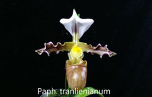 Load image into Gallery viewer, Flask - Paphiopedilum Paph. tranlienianum x sib - Slipper Orchid species