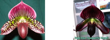 Load image into Gallery viewer, Flowering Size Orchid - Paphiopedilum Hsinying Leopard x Doya Youbeautiful