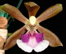 Load image into Gallery viewer, Flask - Oncidium Onc. (Trichocentrum) albococcineum x self - Species