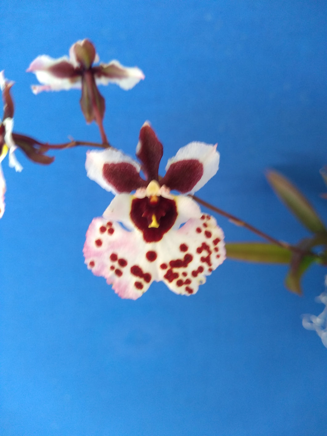 Orchid Seedling 50mm Pot size - Oncidium Tolumnia Capalaba Prime 'Whitey' x Willowbank Strawberry 'Daphne'