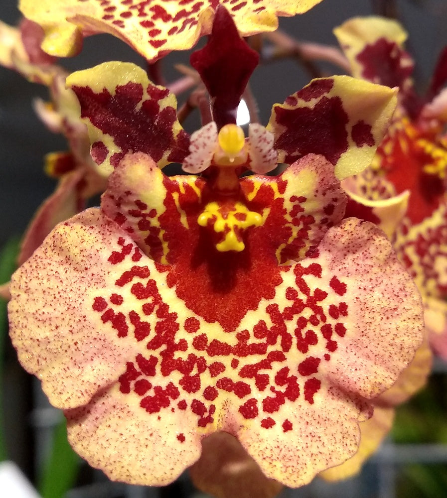 Orchid Seedling 50mm Pot size - Oncidium Tolumnia Robsan x (Karisma Bonanza x Sylvia's Dream)