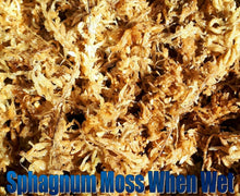 Load image into Gallery viewer, Sphagnum Moss

