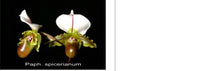 Load image into Gallery viewer, Orchid Seedling 50mm Pot Size - Paphiopedilum spicerianum  species