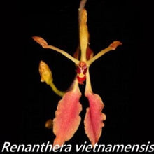 Load image into Gallery viewer, Flask - Renanthera vietnamensis x Vanda pumila