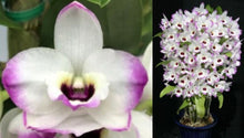 Load image into Gallery viewer, Orchid Seedling 50mm Pot size - Dendrobium Love Memory 'Fizz' Softcane