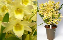 Load image into Gallery viewer, Orchid Seedling 50mm Pot size - Dendrobium Spring Bird 'Tsuyama' Softcane