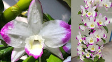 Load image into Gallery viewer, Orchid Seedling 50mm Pot size - Dendrobium Second Love &#39;Kiremaki&#39;  Softcane
