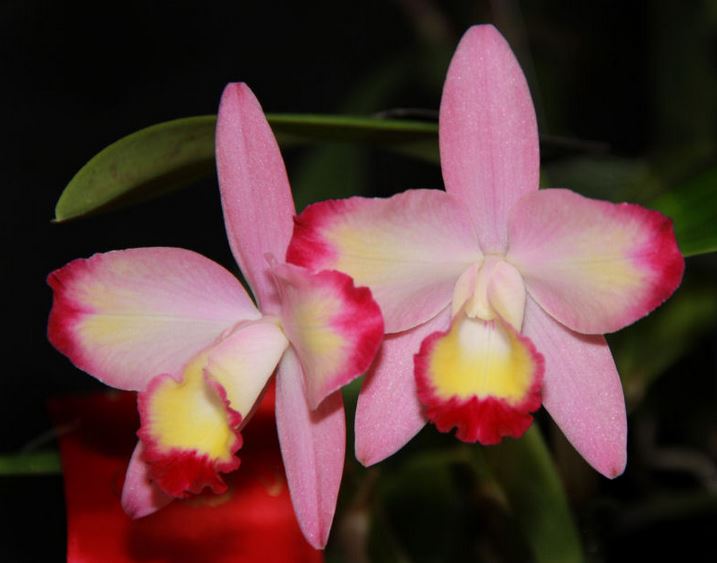 Orchid Seedling  50mm Pot Size - Cattleya Cherry Bee 'Happy Field'