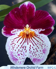 Load image into Gallery viewer, Flowering Size Plant - Miltoniopsis Breathless Brilliant