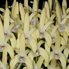 Load image into Gallery viewer, Orchid Seedling 50mm Pot size - Dendrobium speciosum palmerston x winsome - Australian Native King Orchid