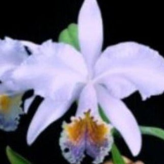 Orchid Seedling 50mm Pot size - Cattleya Canhamiana x mossiae coerulea