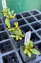 Load image into Gallery viewer, Orchid Seedling 50mm Pot Size - Bulbophyllum lasiochilum x self - Species