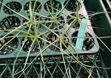 Load image into Gallery viewer, Air Plant - Tillandsia No13 schiedeana
