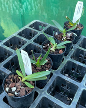 Load image into Gallery viewer, Orchid Seedling 50mm Pot Size - Angraeceum elephantinum - Species
