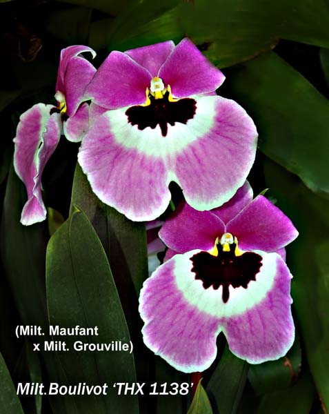 Flowering Size Plant - Miltoniopsis Boulivot 'THX1138'
