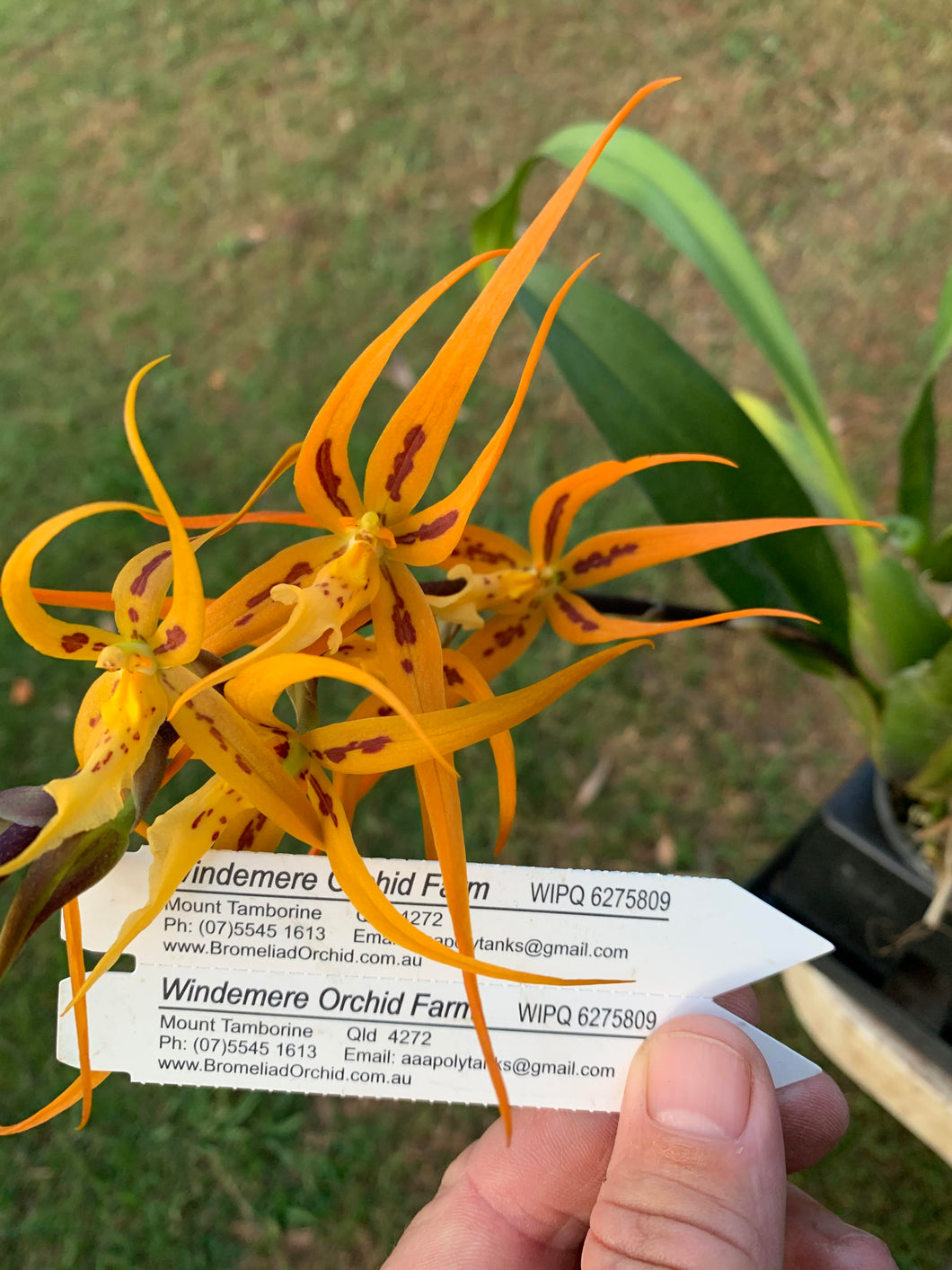 Flowering Size Plant - Oncidium Brassada Orange Delight 'Hilo Sunrise'