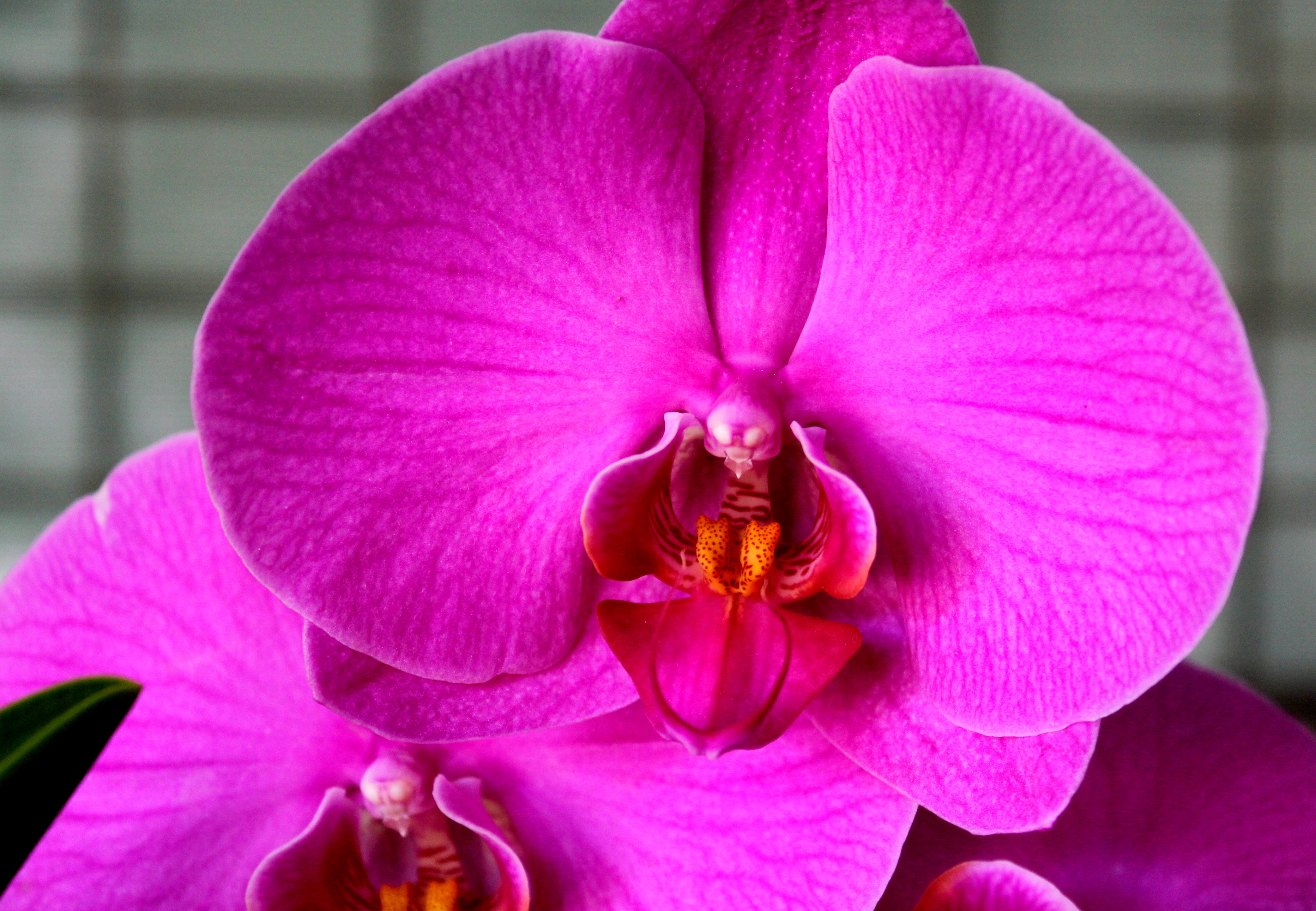 Phalaenopsis Orchids – Orchids-R-Us